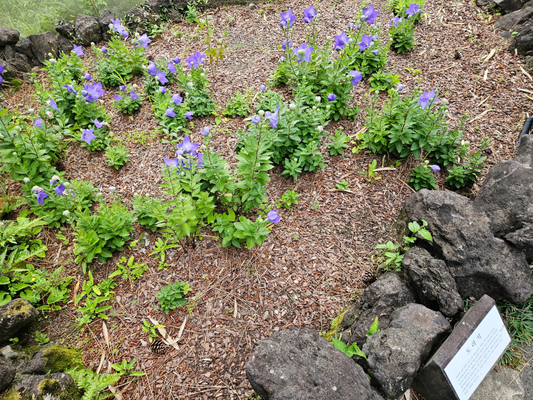 신라호텔 야외 정원
