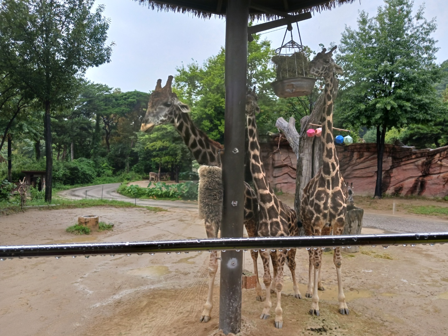 에버랜드