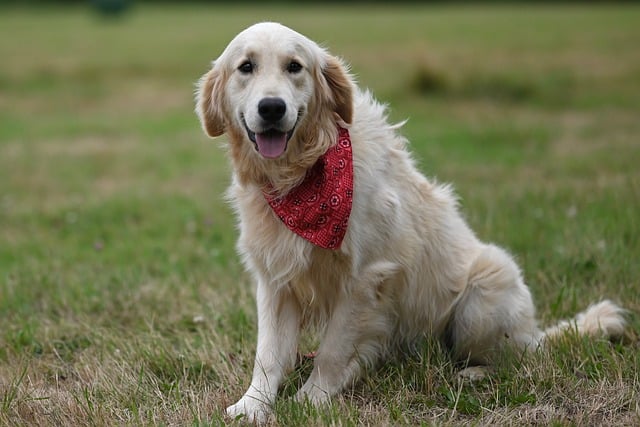 강아지 꼬리 의미 완벽 해석