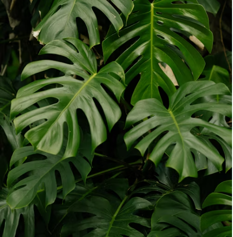 식물도 고통을 느끼는가?
— 식물의 전기신호 해석을 통한 '감정' 추론 실험.