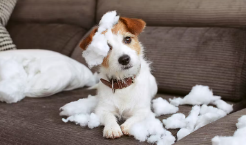 개 조심해야 할 이물질 음식 핫팩 티슈.