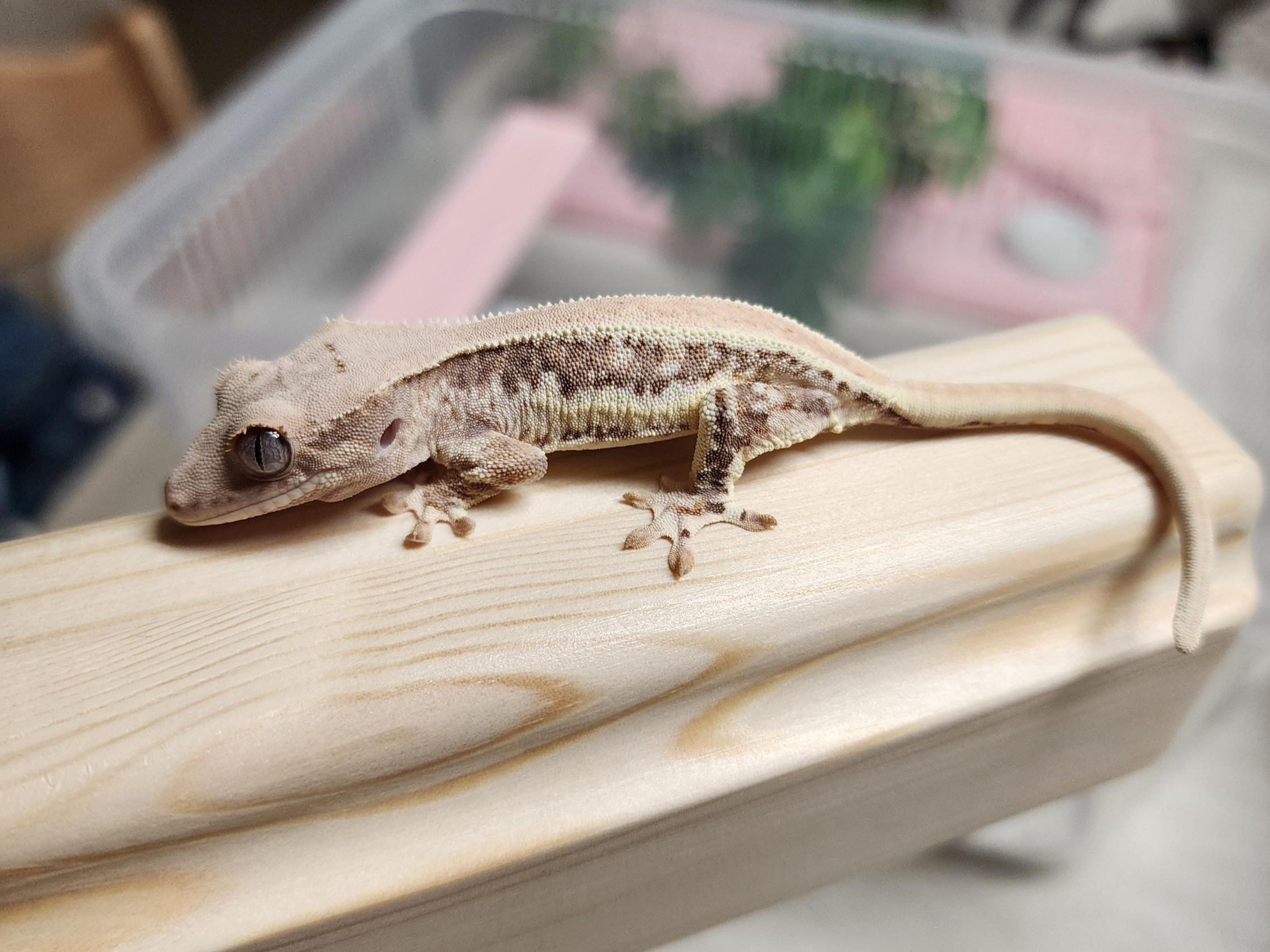 릴리화이트-모프의-크레스티드게코-사랑이