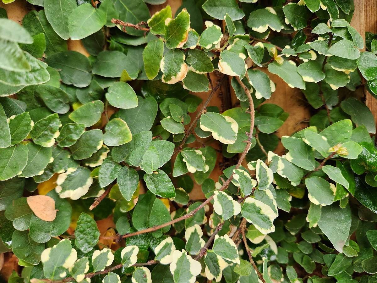 무늬모람(무늬푸미라)