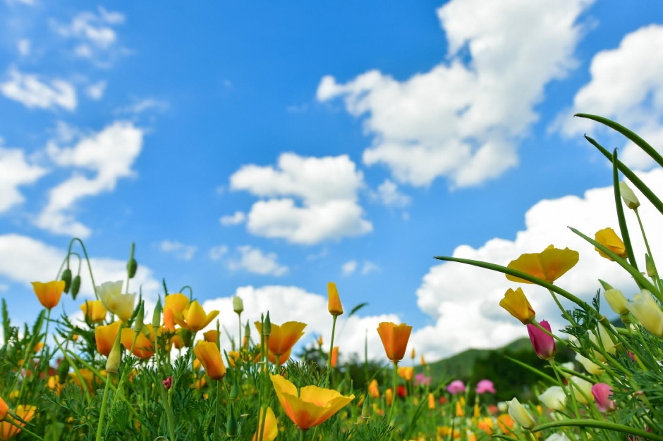 원주 용수골 꽃양귀비 축제
