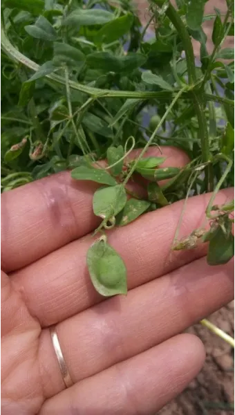 렌틸 재배 봄 파종 배수 확보 건조 수확_5