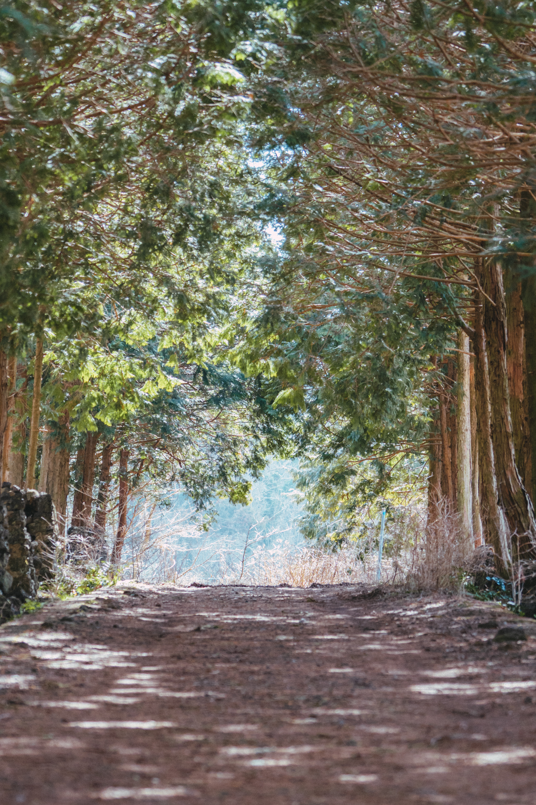 햇살과 나무터널