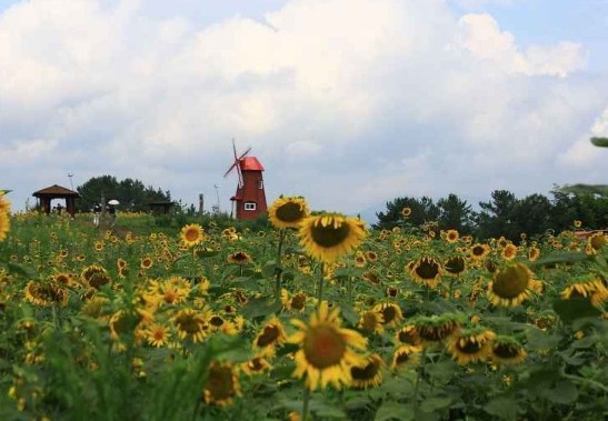경남 여행지 추천 ❘ 함안 가볼만한 곳 베스트 10. 강주 해바라기 마을