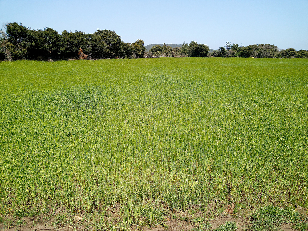 올레길 2코스: 광치기해변에서 온평포구까지