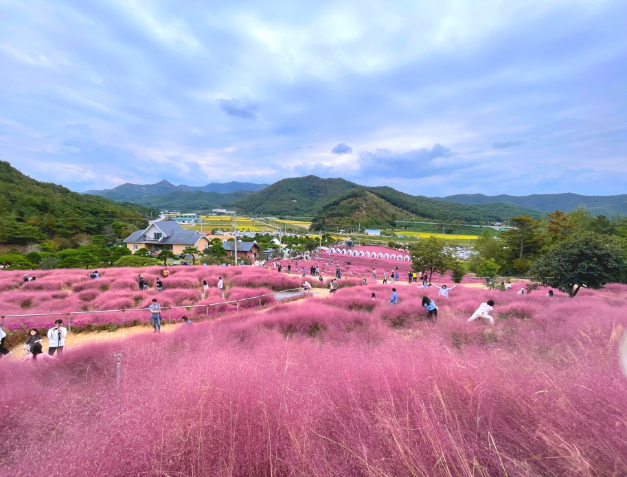 핑크뮬리 명소1