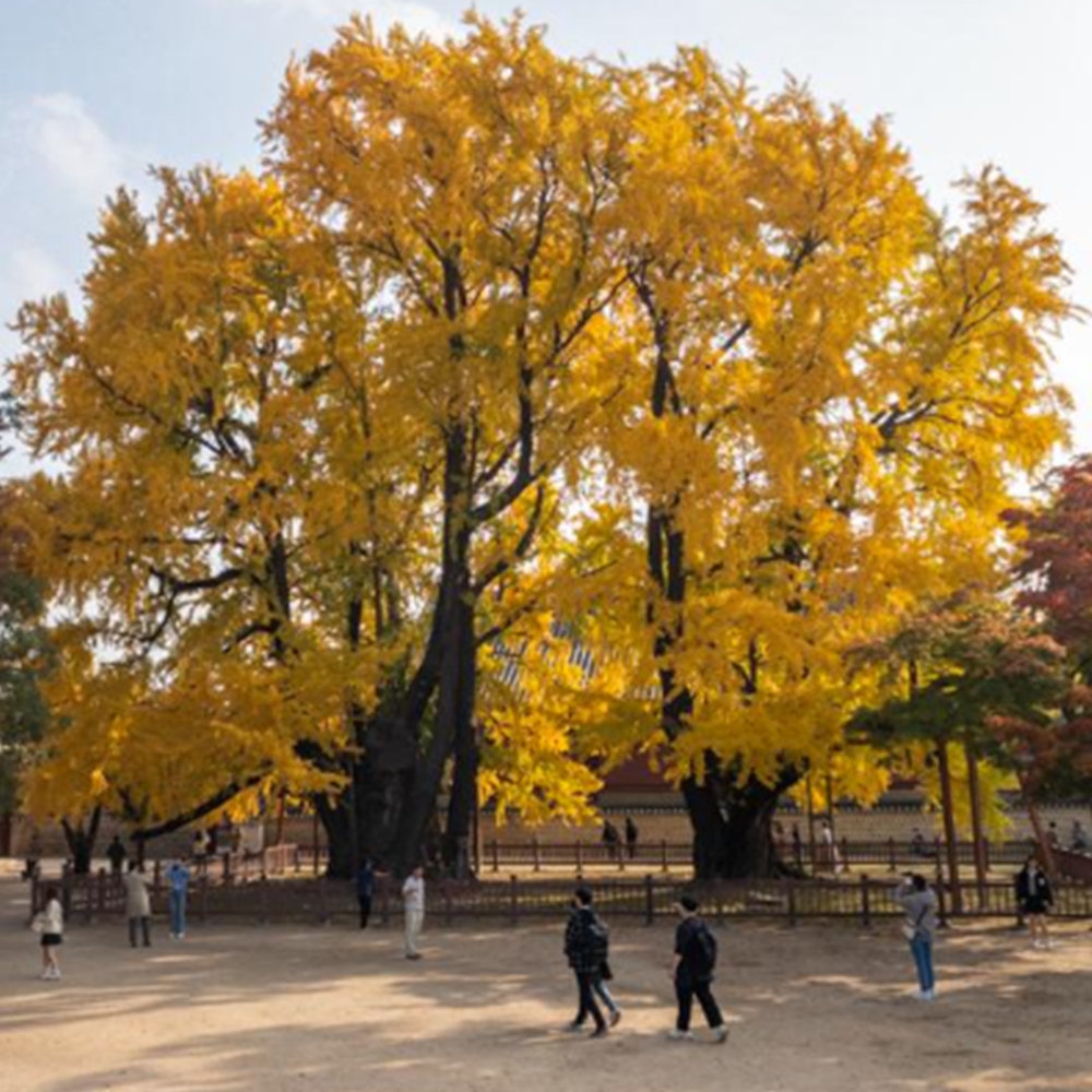 은행나무 단풍 명소