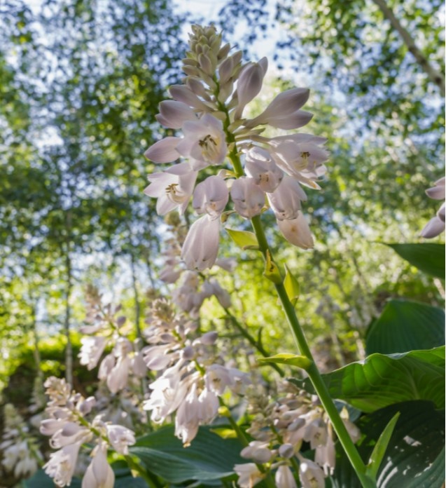 화담숲 예약하기 및 이용방법(가는길 안내)