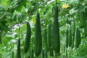 수세미효과2