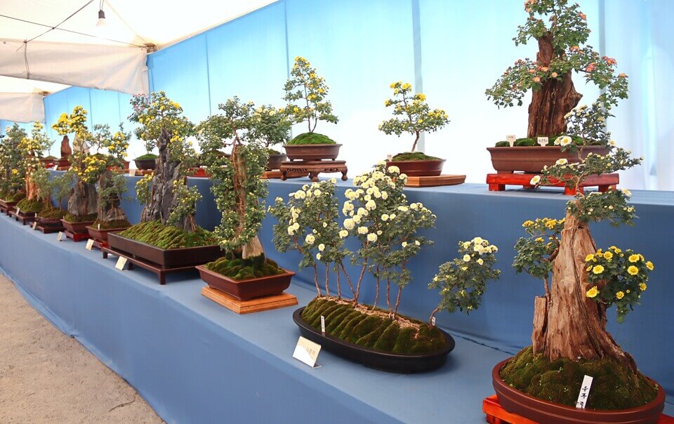 국화향 따라 걷는 가을 여행 : 제22회 백제고도 부여국화축제 일정&middot;위치&middot;프로그램 총정리