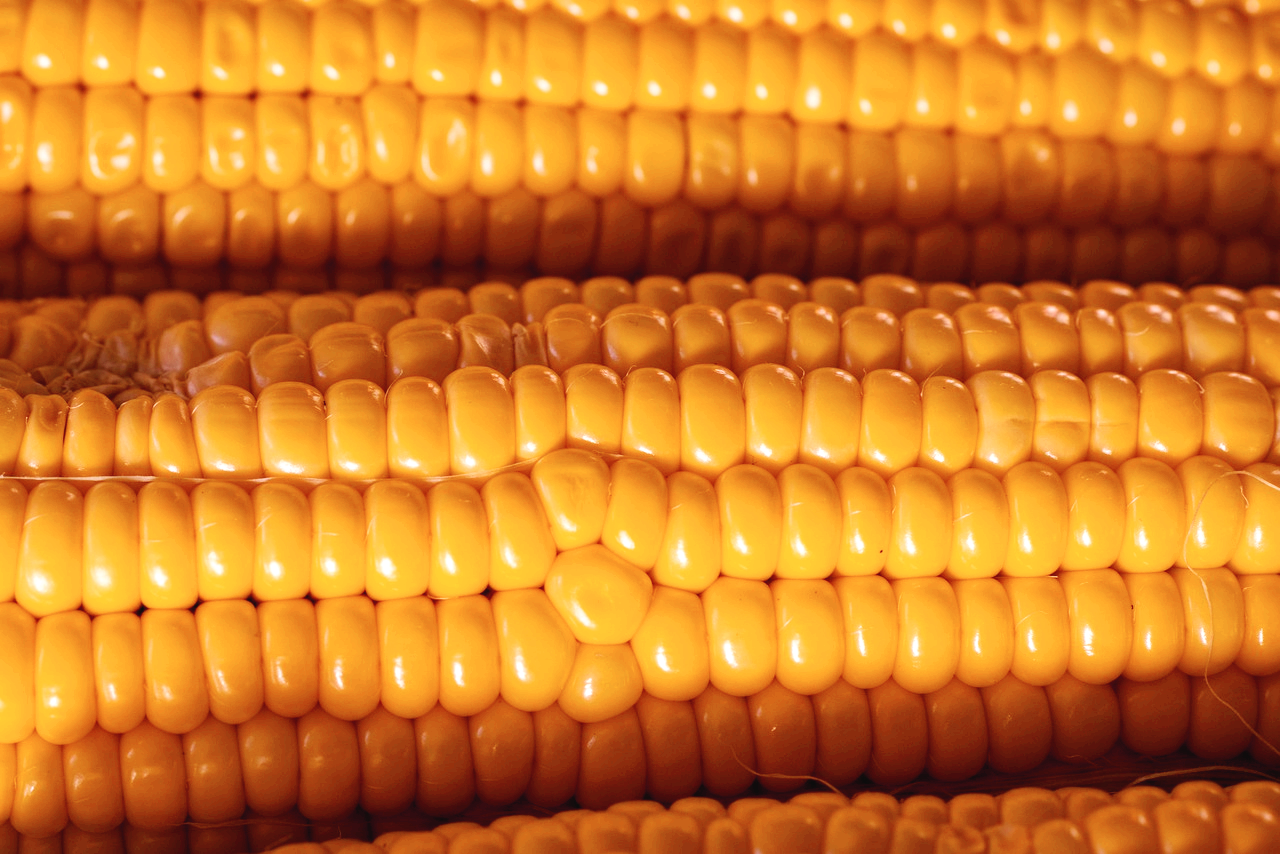 옥수수