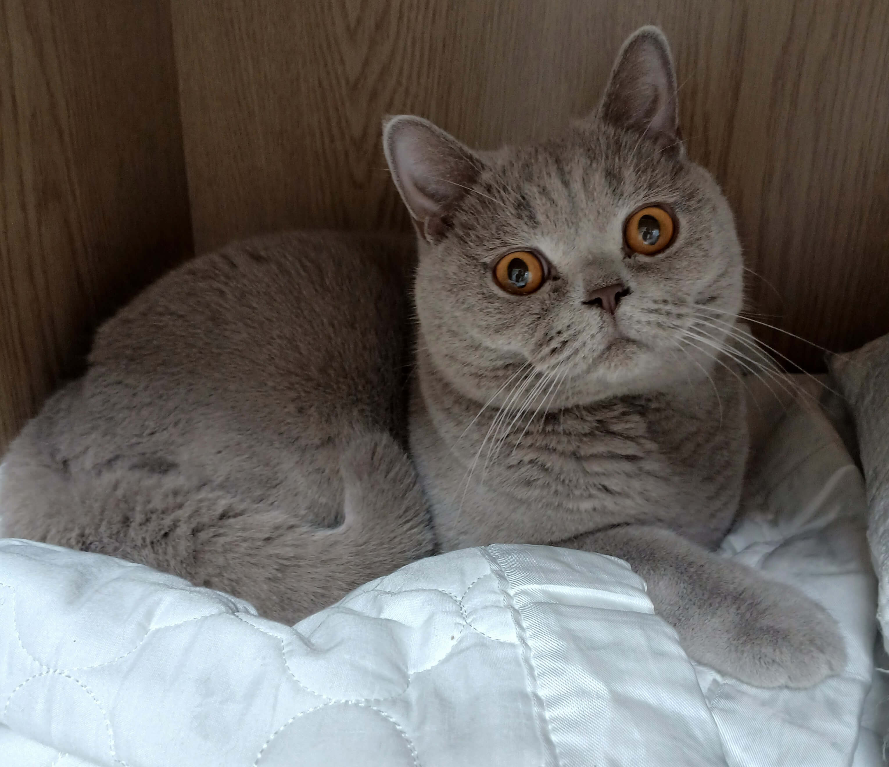 집사 마음도 모르고 태연하게 장농 안에서 말똥말똥 쳐다보는 누니