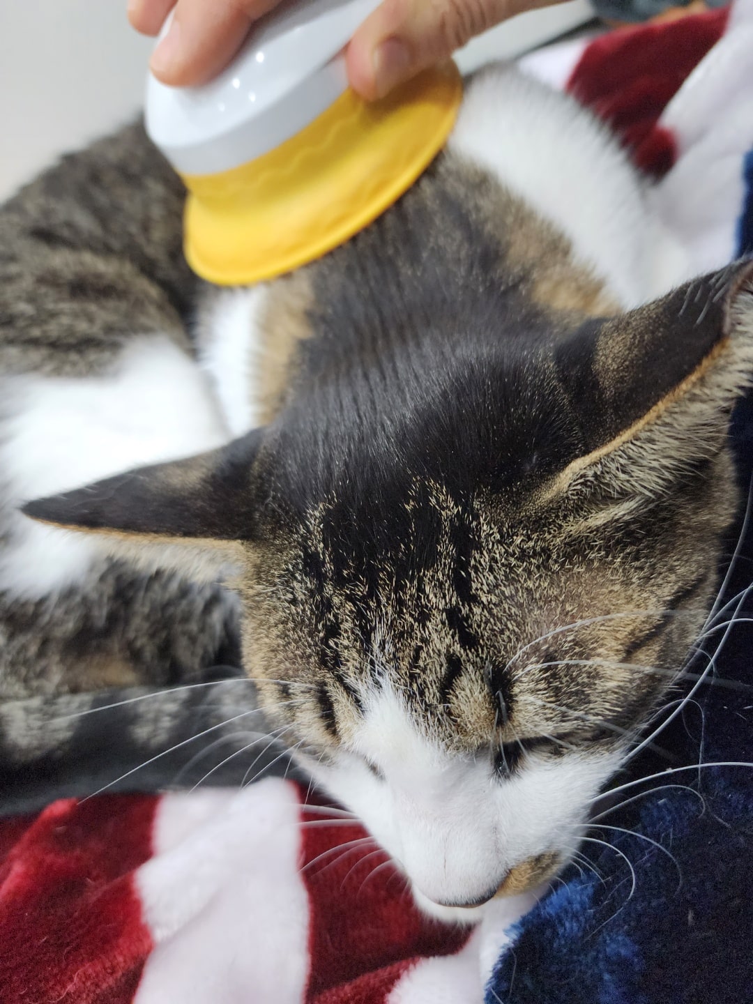 고양이 털 관리