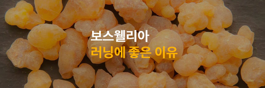 보스웰리아-썸네일-이미지