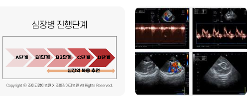 강아지 심장병 어떻게 관리 하나요?