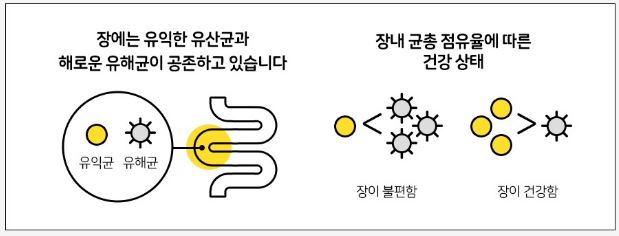 락토핏-생유산균-골드-특징