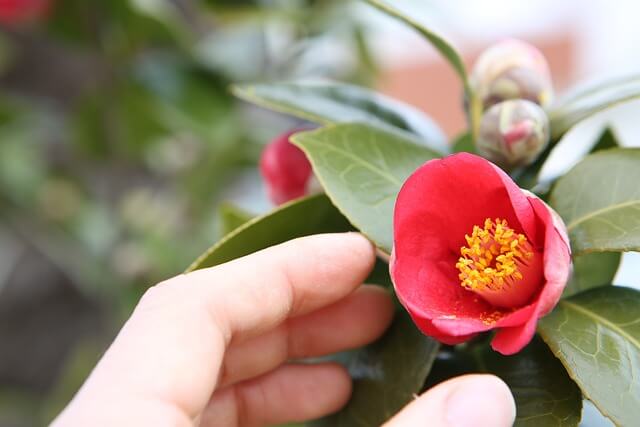선운사 동백꽃 축제