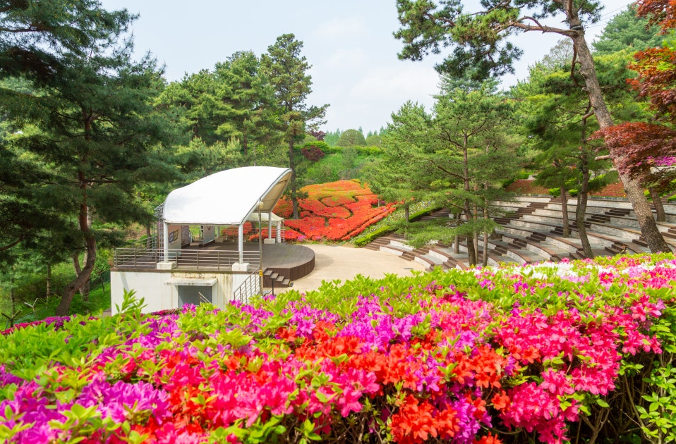 청남대 영춘제 관련 사진