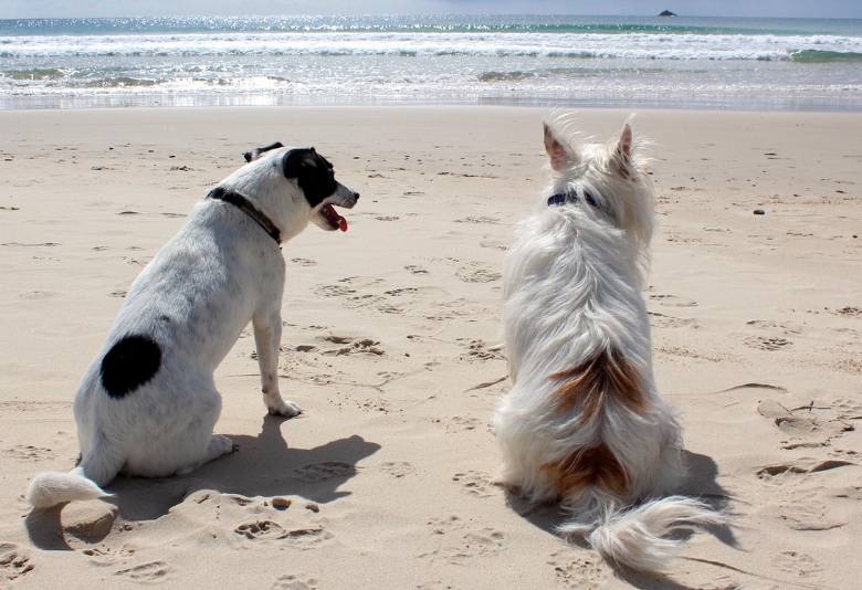 해변의 댕댕이들