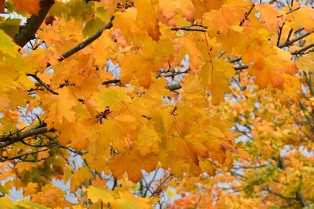 화담숲 - 취소표 잡는 노하우