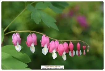 5월의 야생화 백화등 소리쟁이 낮달맞이꽃 알프스민들레_8