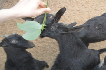 율봄식물원 동물 먹이 주기_1