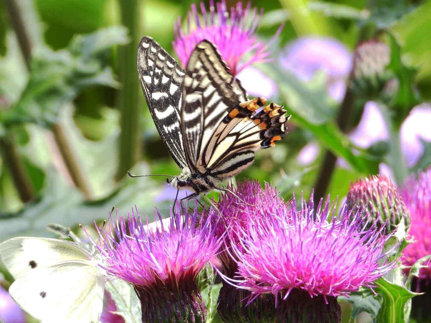함평나비대축제