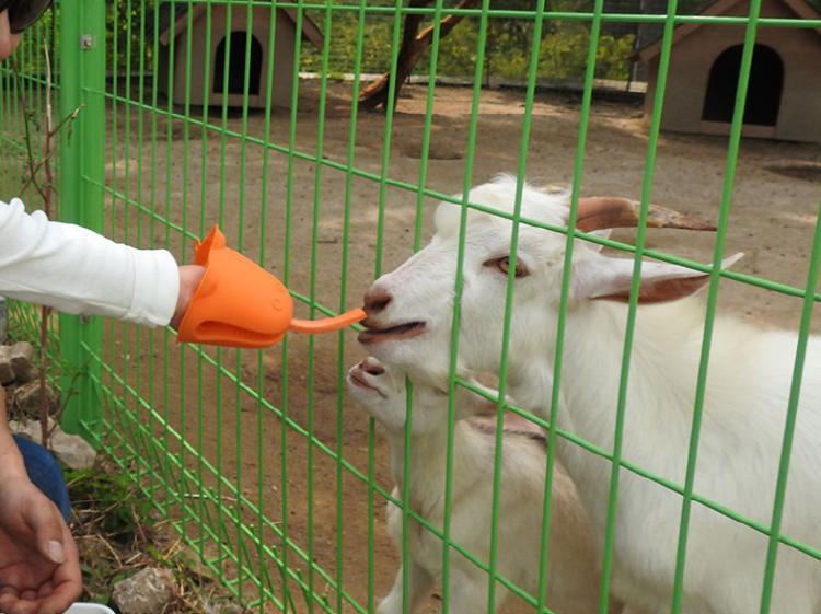 아침고요 동물원