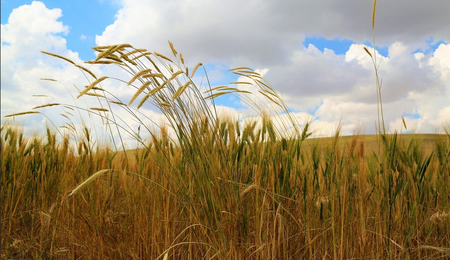 푸른 하늘, 뭉게구름, 추수를 앞둔 황금빛 들판 등이 보이는 평화로운 농촌 풍경