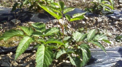 눈개승마 이미지