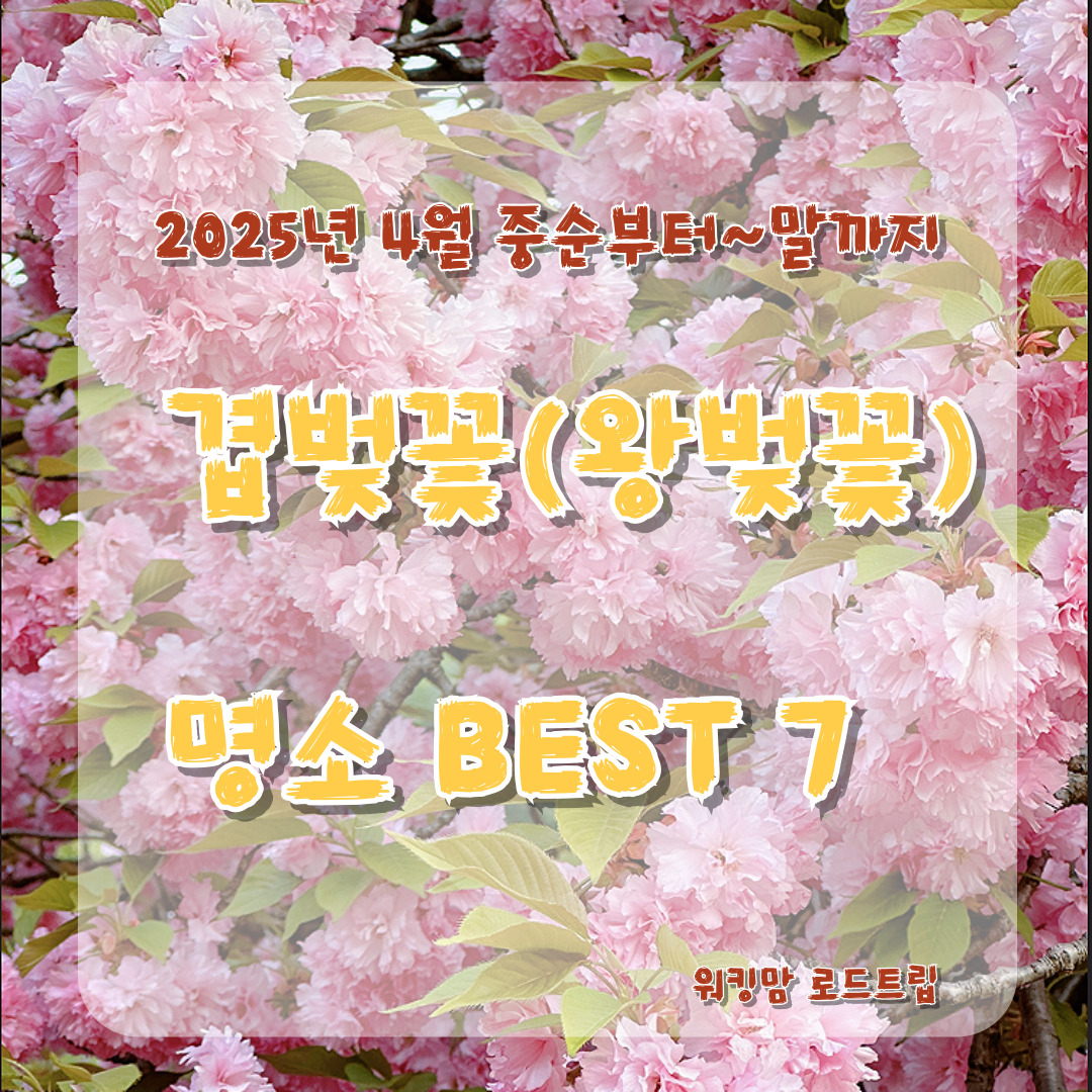 🌸 겹벚꽃은 지금부터! 2025 봄, 화사한 겹벚꽃 명소 7곳 추천– 벚꽃은 졌지만 진짜는 지금! 왕벚꽃 감성 여행지 총정리-제작이미지