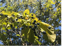 작은검은색 열매가 달려있는 나무 사진