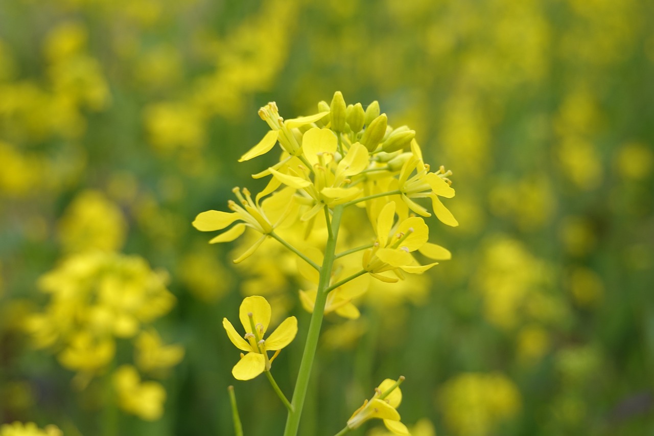 울산 슬도 유채꽃 맛집 방문팁 주차정보 꿀팁 총정리