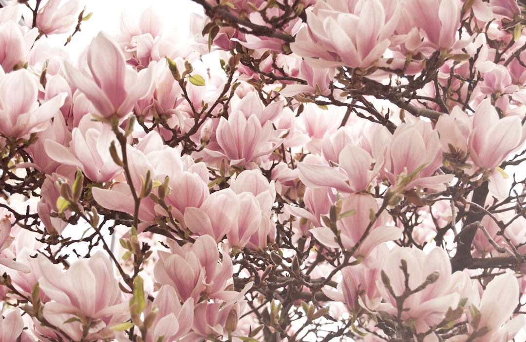 Magnolia