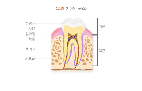 치아의 구조