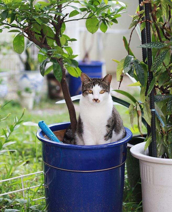 고양이 화분