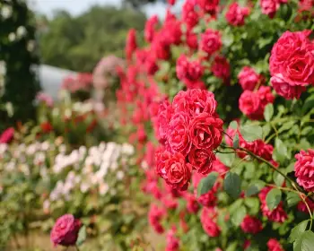 울산대공원 장미축제_8