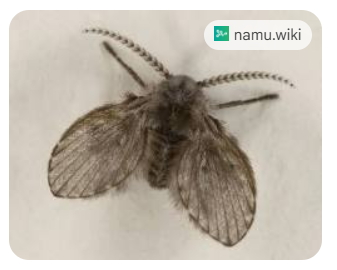 나방파리 완전박멸 꿀팁!