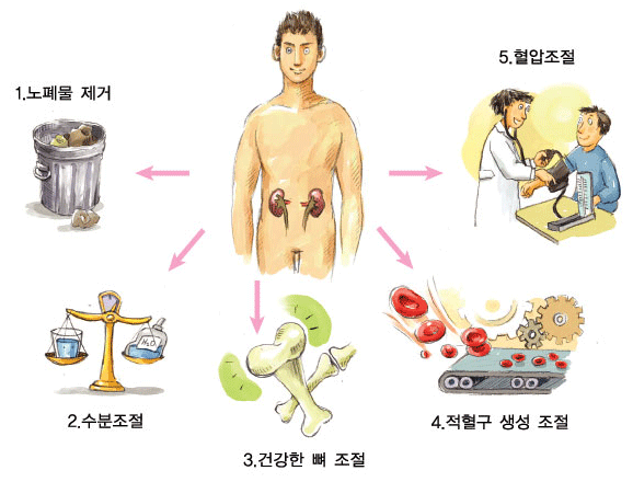 콩팥이 안좋으면 나타나는 증상 콩팥 건강 이상 신호 나빠지는 이유