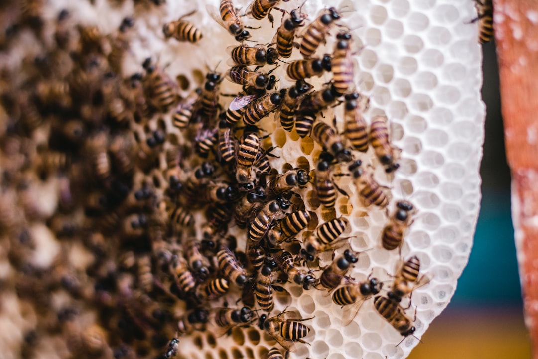 Hives