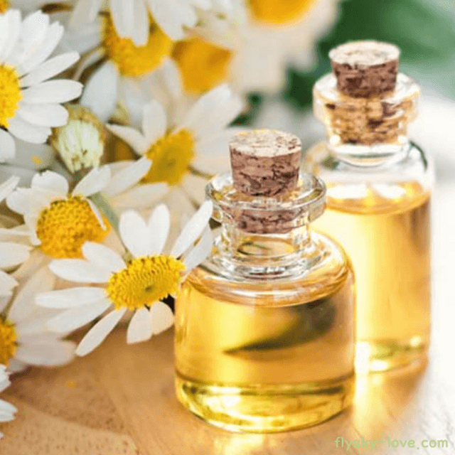 로만 캐모마일 (roman chamomile), 로만 캐모마일 오일