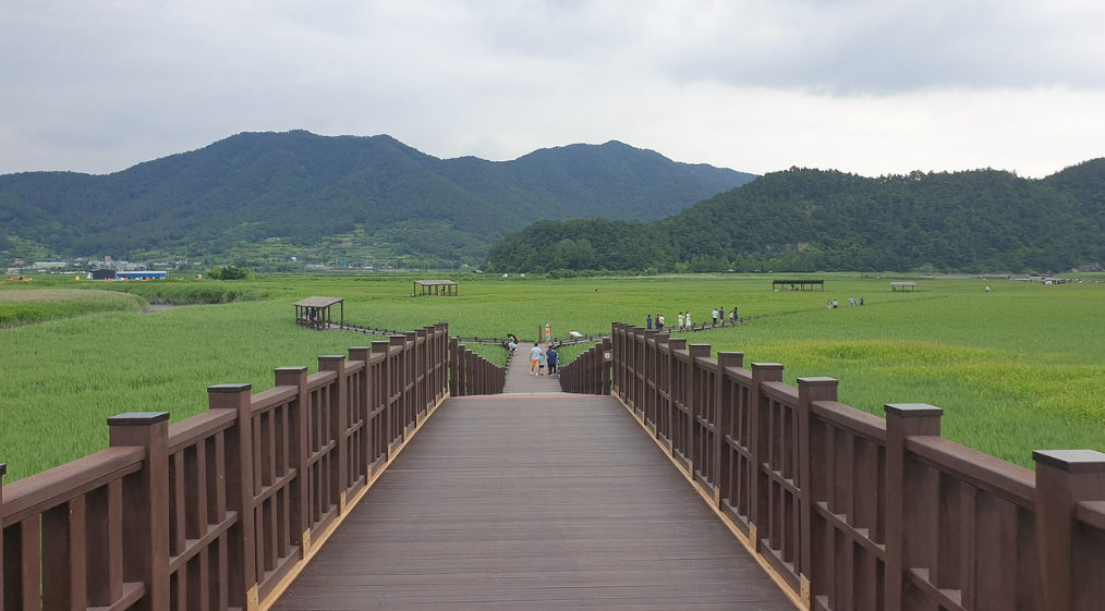 여름 순천만