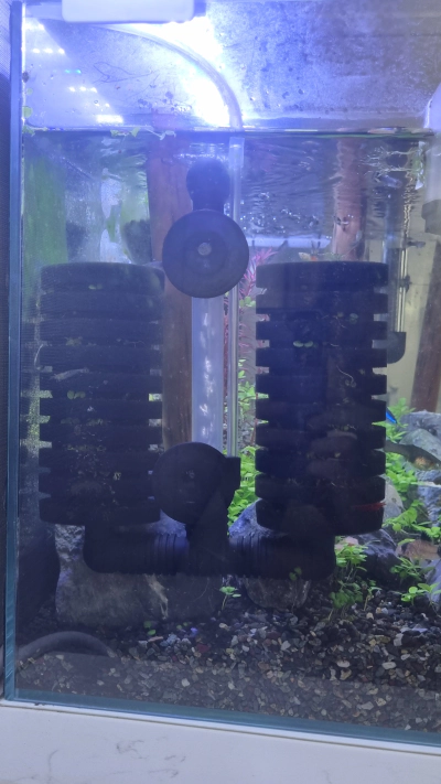 어항 물갈이 환수 방법 및 주기 이끼제거 청소 기타 정보