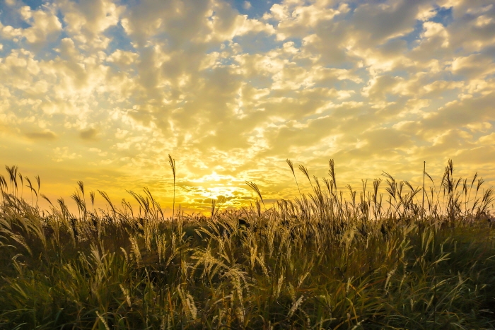 함평군 억새밸리