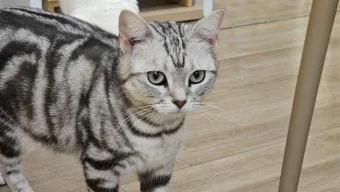 아메리칸숏헤어 고양이 유전병 털빠짐 가격 특징_30