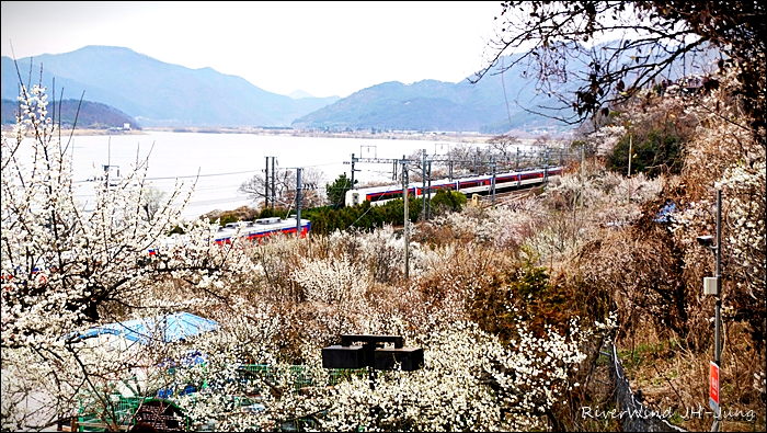 원동매하화 순매원
부산근교 원동매하화 순매원
