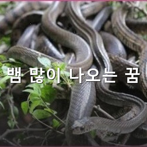 뱀-굴에서-검은뱀-수십마리가-나오는-모습